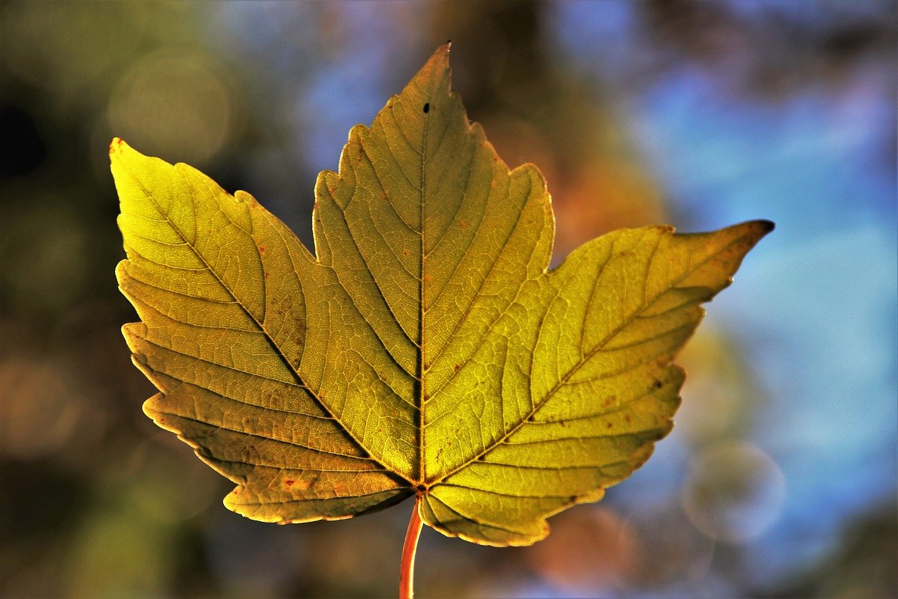 Goldenes Blatt